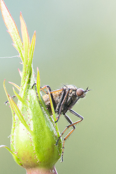 identificazione